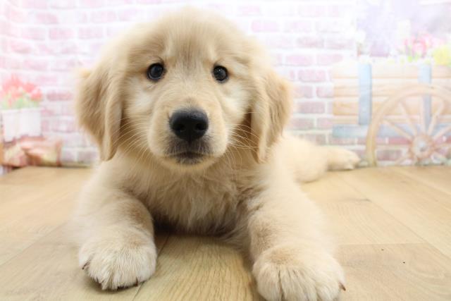 岩手県のゴールデンレトリバー (Coo&RIKU一関店/2025年9月8日生まれ/女の子/ゴールド)の子犬の1枚目の画像