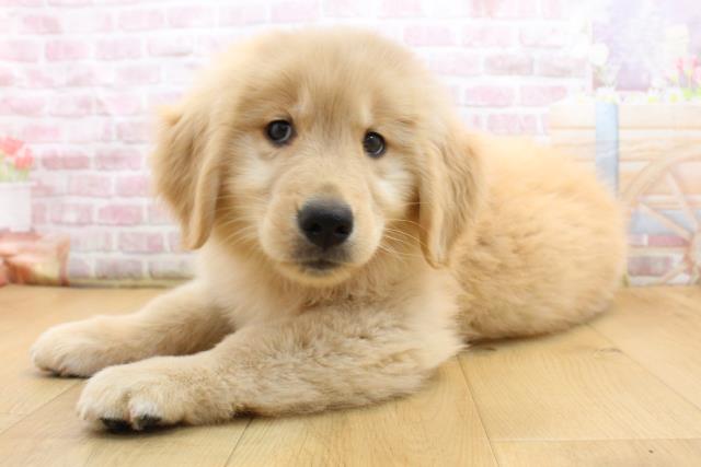 岩手県のゴールデンレトリバー (Coo&RIKU一関店/2025年9月8日生まれ/女の子/ゴールド)の子犬の2枚目の画像