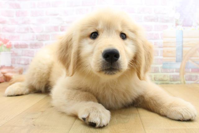 岩手県のゴールデンレトリバー (Coo&RIKU一関店/2025年9月8日生まれ/女の子/ゴールド)の子犬の3枚目の画像