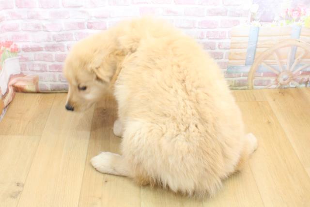 岩手県のゴールデンレトリバー (Coo&RIKU一関店/2025年9月8日生まれ/女の子/ゴールド)の子犬の4枚目の画像