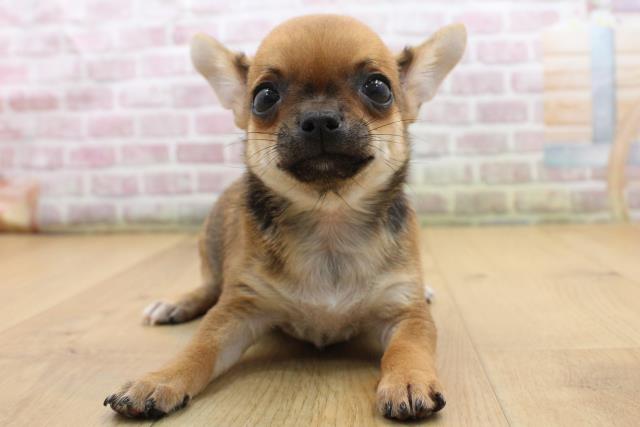 山形県のチワワ(スムース) (Coo&RIKU山形店/2025年9月12日生まれ/男の子/フォーンホワイト)の子犬の1枚目の画像