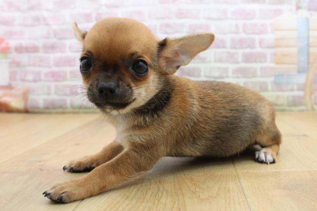 山形県のチワワ(スムース) (Coo&RIKU山形店/2025年9月12日生まれ/男の子/フォーンホワイト)の子犬の2枚目の画像