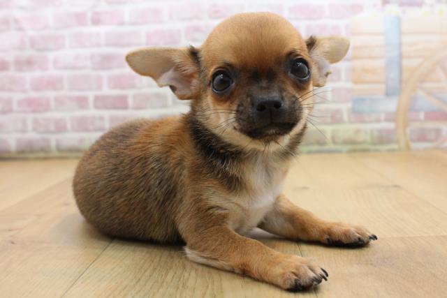 山形県のチワワ(スムース) (Coo&RIKU山形店/2025年9月12日生まれ/男の子/フォーンホワイト)の子犬の3枚目の画像