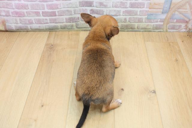 山形県のチワワ(スムース) (Coo&RIKU山形店/2025年9月12日生まれ/男の子/フォーンホワイト)の子犬の4枚目の画像