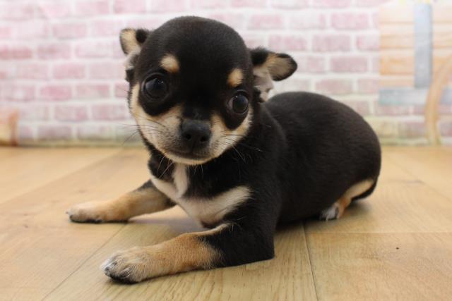 青森県のチワワ(スムース) (Coo&RIKU八戸店/2025年9月12日生まれ/女の子/ブラックタンホワイト)の子犬の2枚目の画像