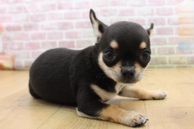 青森県のチワワ(スムース) (Coo&RIKU八戸店/2025年9月12日生まれ/女の子/ブラックタンホワイト)の子犬の3枚目の画像