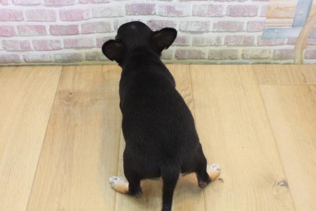 青森県のチワワ(スムース) (Coo&RIKU八戸店/2025年9月12日生まれ/女の子/ブラックタンホワイト)の子犬の4枚目の画像