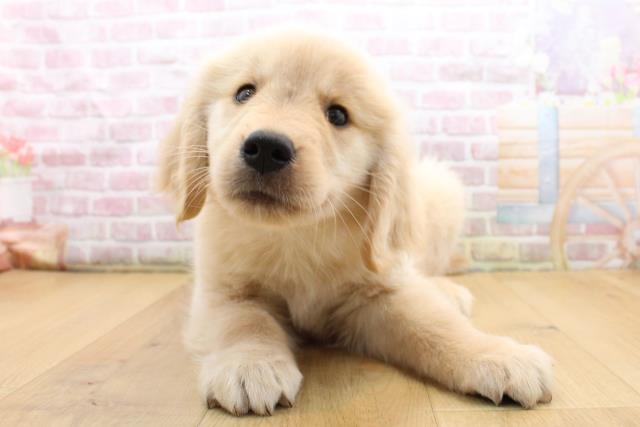 青森県のゴールデンレトリバー (Coo&RIKU八戸店/2025年9月13日生まれ/男の子/ゴールド)の子犬の1枚目の画像