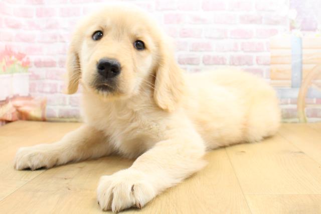 青森県のゴールデンレトリバー (Coo&RIKU青森店/2025年9月13日生まれ/女の子/ゴールド)の子犬の2枚目の画像
