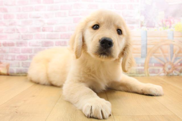 青森県のゴールデンレトリバー (Coo&RIKU青森店/2025年9月13日生まれ/女の子/ゴールド)の子犬の3枚目の画像