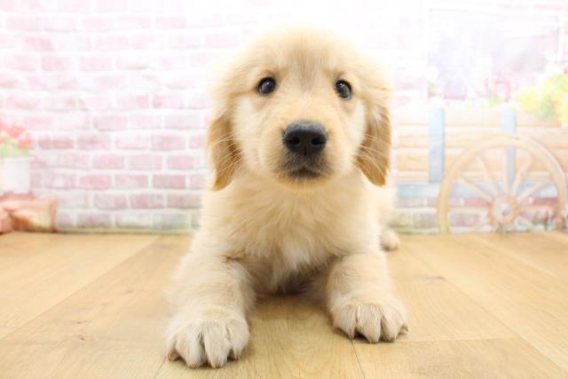 栃木県のゴールデンレトリバー (Coo&RIKU足利店/2025年9月13日生まれ/女の子/ゴールド)の子犬の1枚目の画像