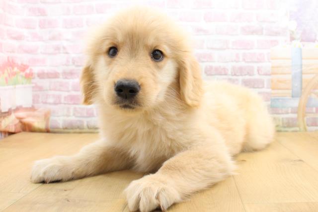 栃木県のゴールデンレトリバー (Coo&RIKU足利店/2025年9月13日生まれ/女の子/ゴールド)の子犬の2枚目の画像