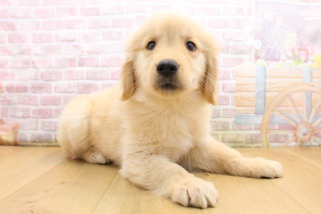 栃木県のゴールデンレトリバー (Coo&RIKU足利店/2025年9月13日生まれ/女の子/ゴールド)の子犬の3枚目の画像