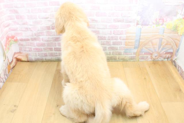 栃木県のゴールデンレトリバー (Coo&RIKU足利店/2025年9月13日生まれ/女の子/ゴールド)の子犬の4枚目の画像