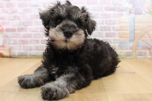 青森県のミニチュアシュナウザー (Coo&RIKU青森店/2025年9月14日生まれ/男の子/ソルトペッパー)の子犬の2枚目の画像