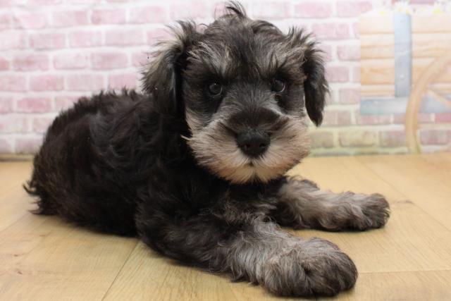 青森県のミニチュアシュナウザー (Coo&RIKU青森店/2025年9月14日生まれ/男の子/ソルトペッパー)の子犬の3枚目の画像