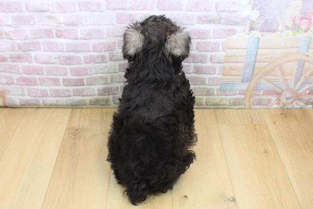 青森県のミニチュアシュナウザー (Coo&RIKU青森店/2025年9月14日生まれ/男の子/ソルトペッパー)の子犬の4枚目の画像