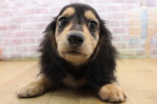 宮城県のミニチュアダックスフンド(ロング) (Coo&RIKUイオンタウン古川店/2025年9月5日生まれ/男の子/ブラックイエロー)の子犬の1枚目の画像