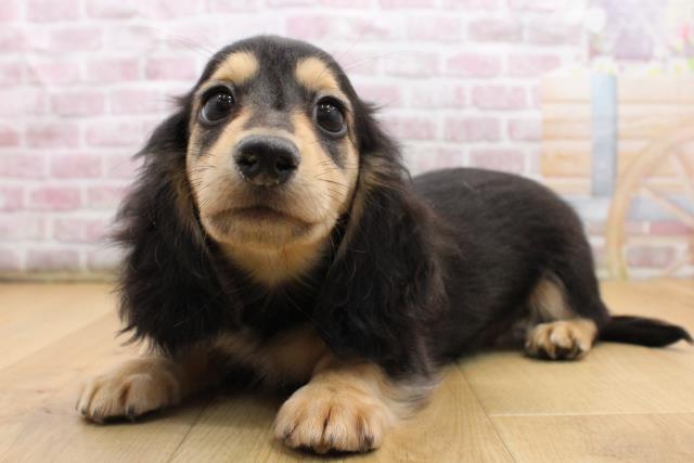 宮城県のミニチュアダックスフンド(ロング) (Coo&RIKUイオンタウン古川店/2025年9月5日生まれ/男の子/ブラックイエロー)の子犬の2枚目の画像