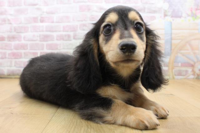 宮城県のミニチュアダックスフンド(ロング) (Coo&RIKUイオンタウン古川店/2025年9月5日生まれ/男の子/ブラックイエロー)の子犬の3枚目の画像