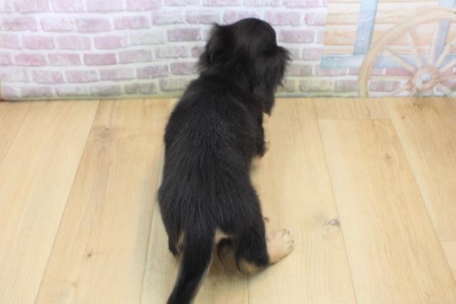 宮城県のミニチュアダックスフンド(ロング) (Coo&RIKUイオンタウン古川店/2025年9月5日生まれ/男の子/ブラックイエロー)の子犬の4枚目の画像