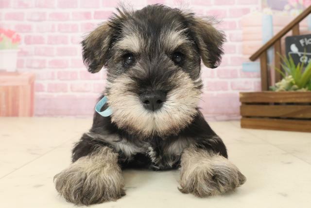 ミニチュア・シュナウザー