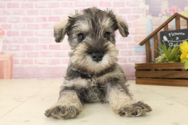 ミニチュア・シュナウザー