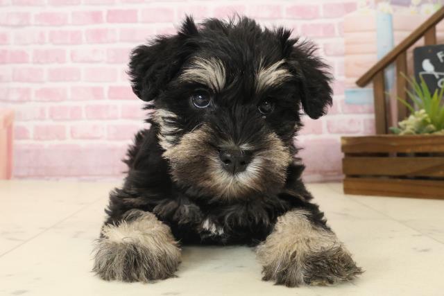 福岡県のミニチュアシュナウザー (Coo&RIKU黒崎店/2025年9月12日生まれ/女の子/ブラックシルバー)の子犬の1枚目の画像