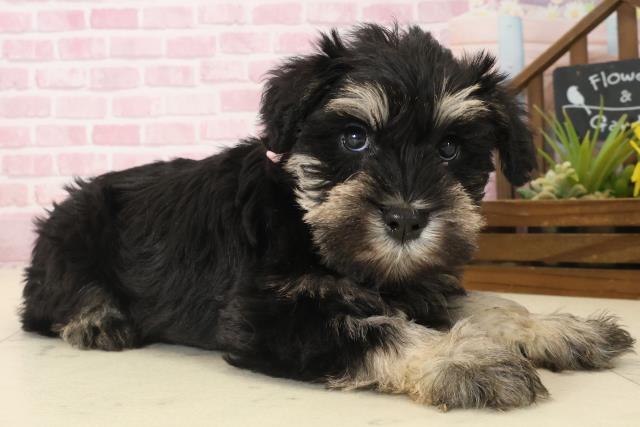 福岡県のミニチュアシュナウザー (Coo&RIKU黒崎店/2025年9月12日生まれ/女の子/ブラックシルバー)の子犬の2枚目の画像