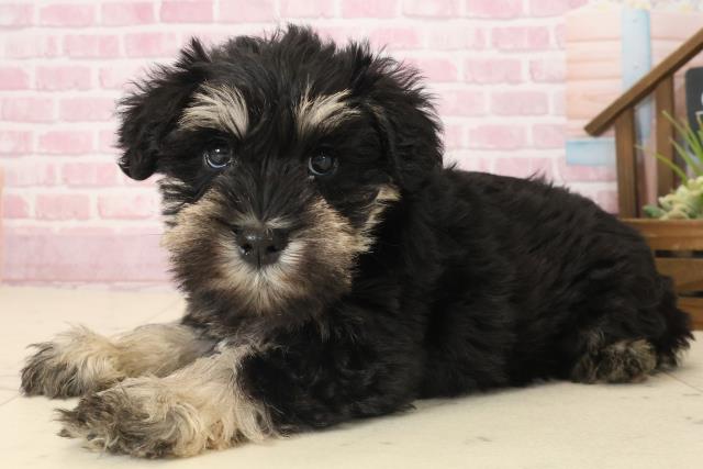 福岡県のミニチュアシュナウザー (Coo&RIKU黒崎店/2025年9月12日生まれ/女の子/ブラックシルバー)の子犬の3枚目の画像