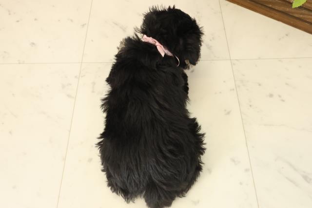 福岡県のミニチュアシュナウザー (Coo&RIKU黒崎店/2025年9月12日生まれ/女の子/ブラックシルバー)の子犬の4枚目の画像