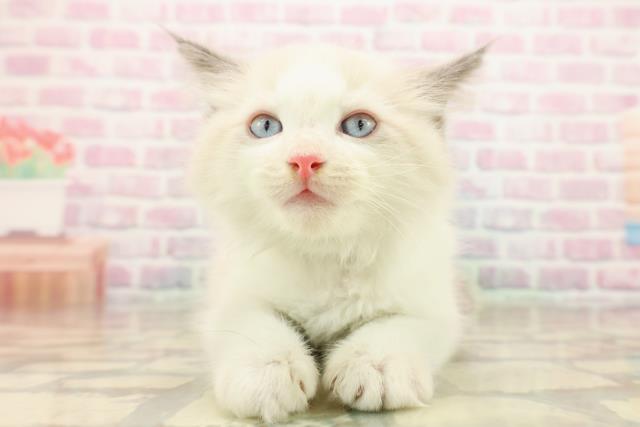 埼玉県のラグドール (Coo&RIKU大宮店/2025年9月15日生まれ/男の子/ブルーポイントバイカラー)の子猫の1枚目の画像