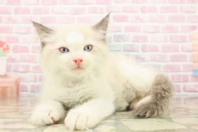 埼玉県のラグドール (Coo&RIKU大宮店/2025年9月15日生まれ/男の子/ブルーポイントバイカラー)の子猫の2枚目の画像