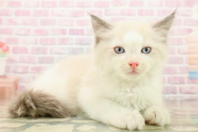 埼玉県のラグドール (Coo&RIKU大宮店/2025年9月15日生まれ/男の子/ブルーポイントバイカラー)の子猫の3枚目の画像