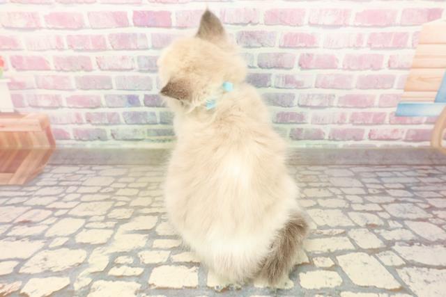 埼玉県のラグドール (Coo&RIKU大宮店/2025年9月15日生まれ/男の子/ブルーポイントバイカラー)の子猫の4枚目の画像