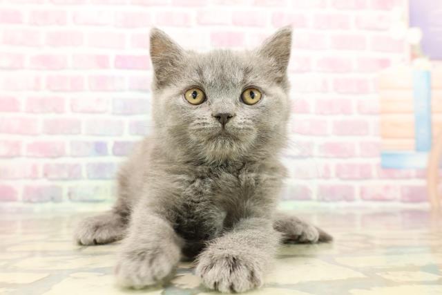 東京都のブリティッシュショートヘアー (Coo&RIKU赤坂店/2025年9月10日生まれ/女の子/ブルー)の子猫の1枚目の画像