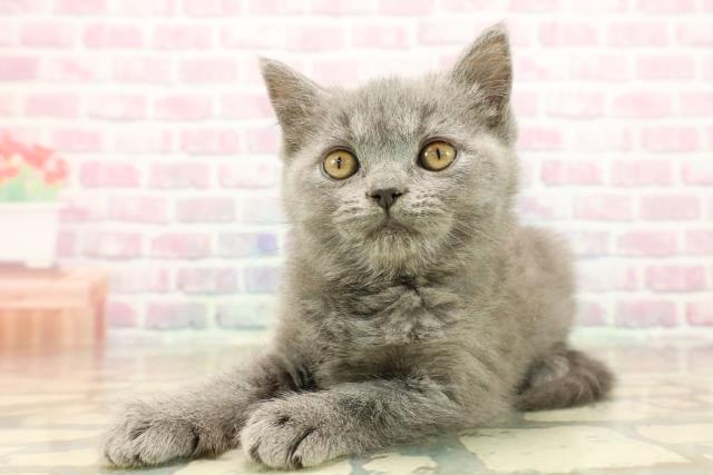 東京都のブリティッシュショートヘアー (Coo&RIKU赤坂店/2025年9月10日生まれ/女の子/ブルー)の子猫の2枚目の画像