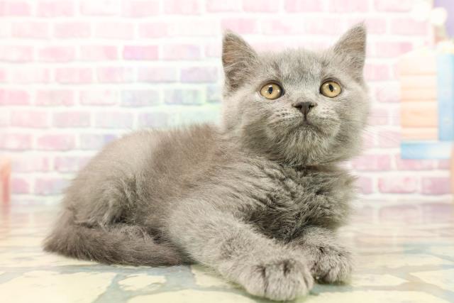 東京都のブリティッシュショートヘアー (Coo&RIKU赤坂店/2025年9月10日生まれ/女の子/ブルー)の子猫の3枚目の画像