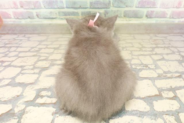 東京都のブリティッシュショートヘアー (Coo&RIKU赤坂店/2025年9月10日生まれ/女の子/ブルー)の子猫の4枚目の画像