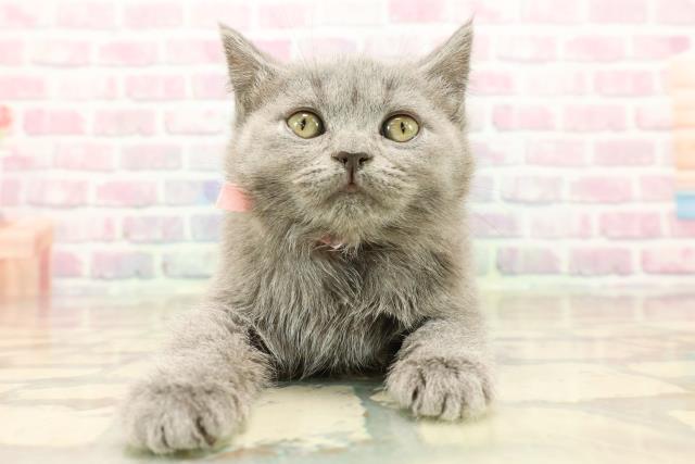 東京都のブリティッシュショートヘアー (Coo&RIKU秋葉原店/2025年9月10日生まれ/女の子/ブルー)の子猫の1枚目の画像