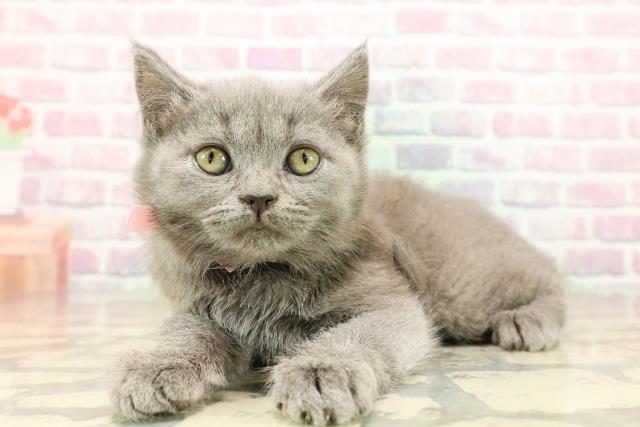 東京都のブリティッシュショートヘアー (Coo&RIKU秋葉原店/2025年9月10日生まれ/女の子/ブルー)の子猫の2枚目の画像