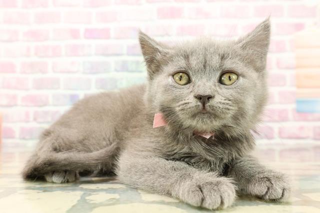東京都のブリティッシュショートヘアー (Coo&RIKU秋葉原店/2025年9月10日生まれ/女の子/ブルー)の子猫の3枚目の画像