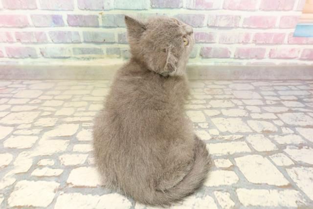 東京都のブリティッシュショートヘアー (Coo&RIKU秋葉原店/2025年9月10日生まれ/女の子/ブルー)の子猫の4枚目の画像