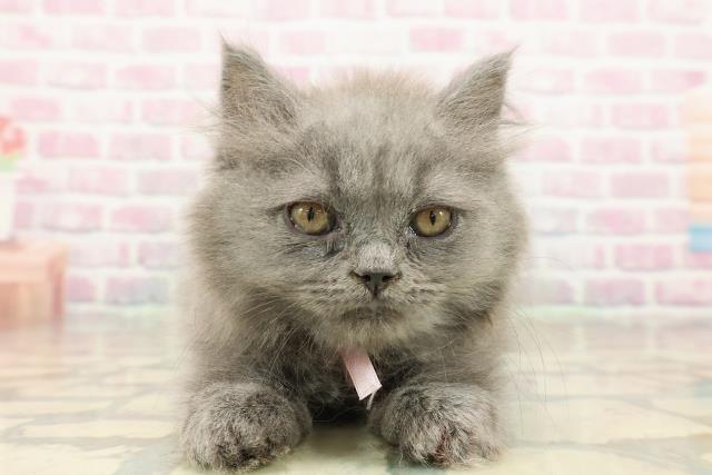 東京都のブリティッシュロングヘアー (Coo&RIKU池袋西口店/2025年9月10日生まれ/女の子/ブルー)の子猫
