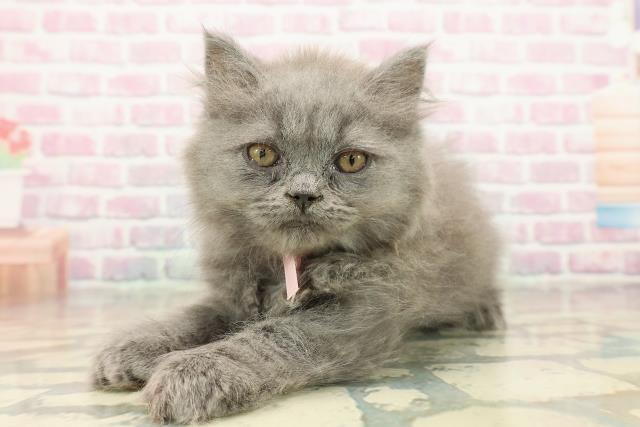 東京都のブリティッシュロングヘアー (Coo&RIKU池袋西口店/2025年9月10日生まれ/女の子/ブルー)の子猫の2枚目の画像