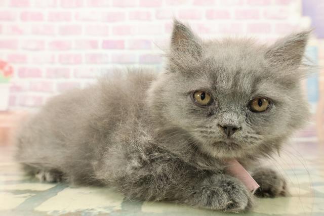 東京都のブリティッシュロングヘアー (Coo&RIKU池袋西口店/2025年9月10日生まれ/女の子/ブルー)の子猫の3枚目の画像