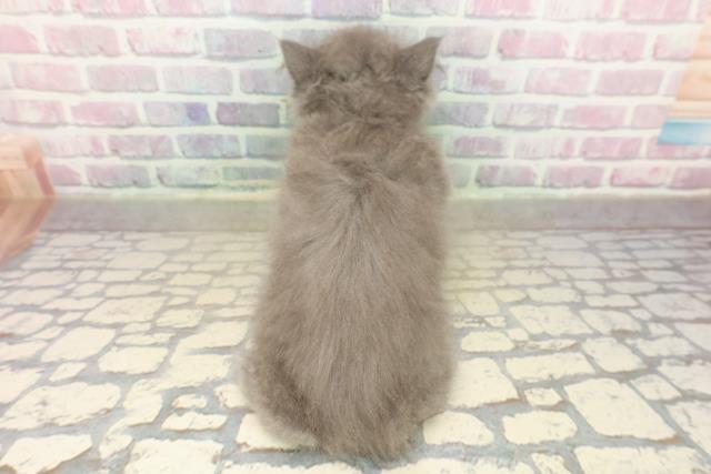 東京都のブリティッシュロングヘアー (Coo&RIKU池袋西口店/2025年9月10日生まれ/女の子/ブルー)の子猫の4枚目の画像