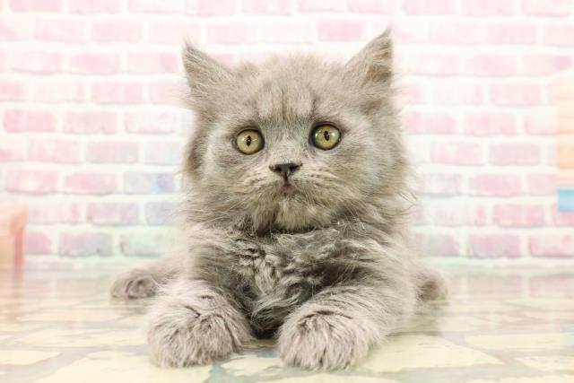 東京都のブリティッシュロングヘアー (Coo&RIKU下北沢店/2025年9月10日生まれ/女の子/ブルー)の子猫の1枚目の画像