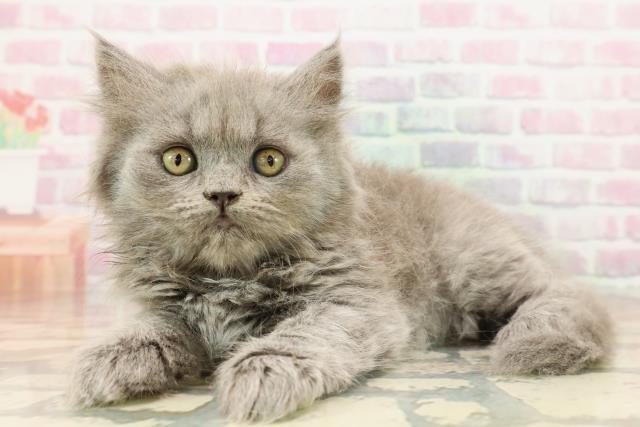 東京都のブリティッシュロングヘアー (Coo&RIKU下北沢店/2025年9月10日生まれ/女の子/ブルー)の子猫の2枚目の画像