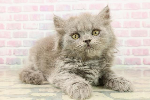 東京都のブリティッシュロングヘアー (Coo&RIKU下北沢店/2025年9月10日生まれ/女の子/ブルー)の子猫の3枚目の画像